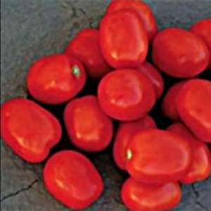 Фоккер F1 - томат детерминантный, 25 000 семян, Nunhems (Нунемс) Голландия фото, цена